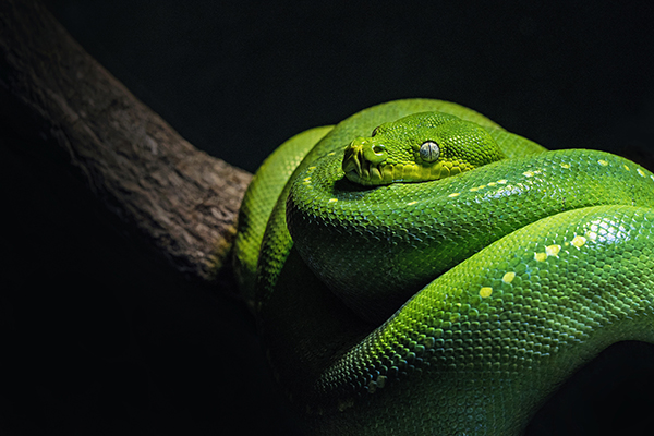 Sognare Serpenti